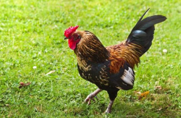 大金鸡出生这几个月的属鸡人一生贵人多助吉运上上签