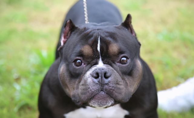 恶霸犬呕吐怎么办