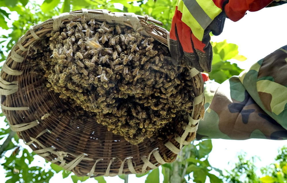 四川深山如何招蜂引蝶【严建设】_腾讯新闻
