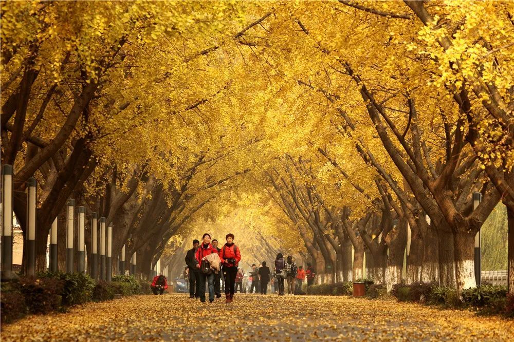 扩散告知江都黄金大道暂停对外开放