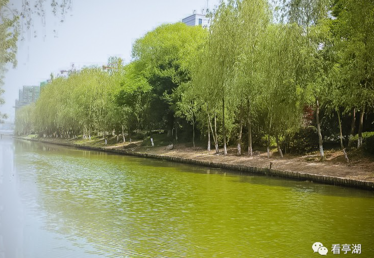 点赞网路正能量爱了亭湖水美景美环境美