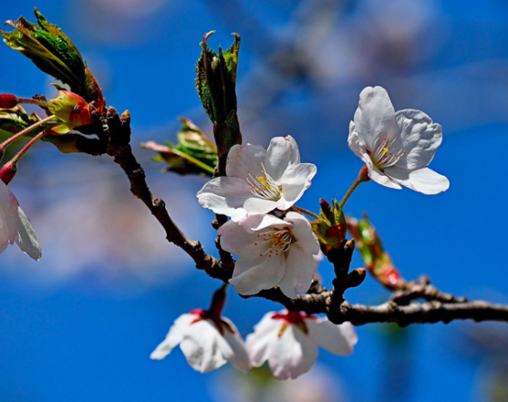 每年的5月到6月都是賞櫻花的大好時機,海柏公園的