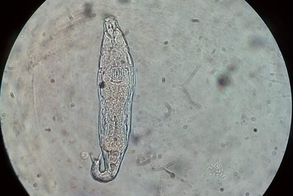更为重要的是,解冻后的蛭形轮虫居然还能够正常饮食,以及繁殖后代,要
