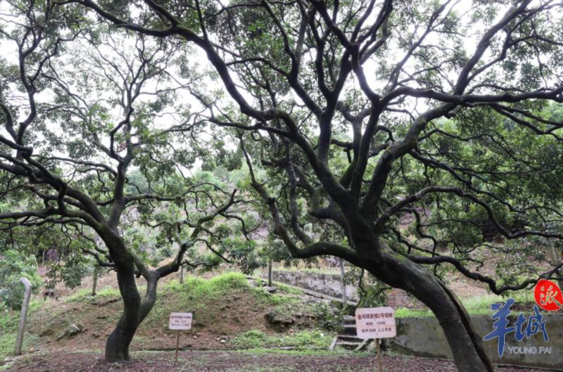 東莞樟木頭鎮小小觀音綠撬動荔枝大產業