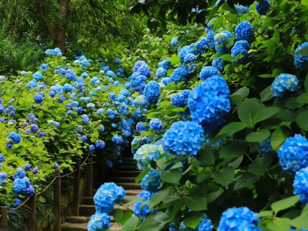 初夏赏绣球,正是好时候,6款绣球花海送给你