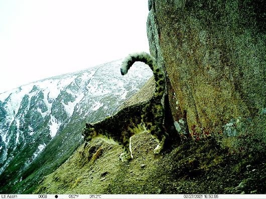 夏河达力加山拍摄到野生雪豹清晰影像