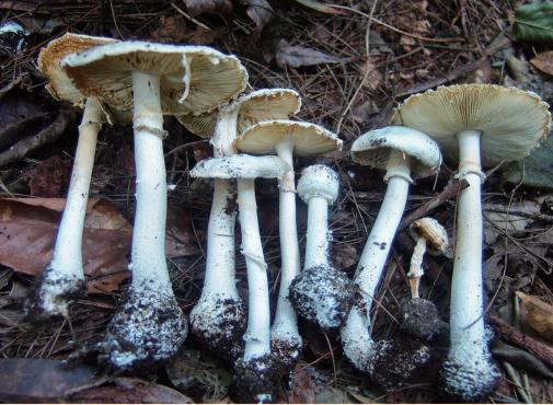 欧式鹅膏主要特征:个实体中等,菌盖4-8cm,纯白色至米色,边缘无沟纹.