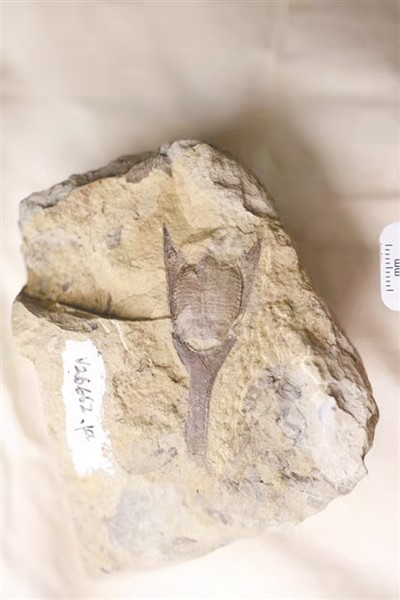 古地理意义和生物地层意义长吻三歧鱼在曲靖的发现也具有非常重要的古