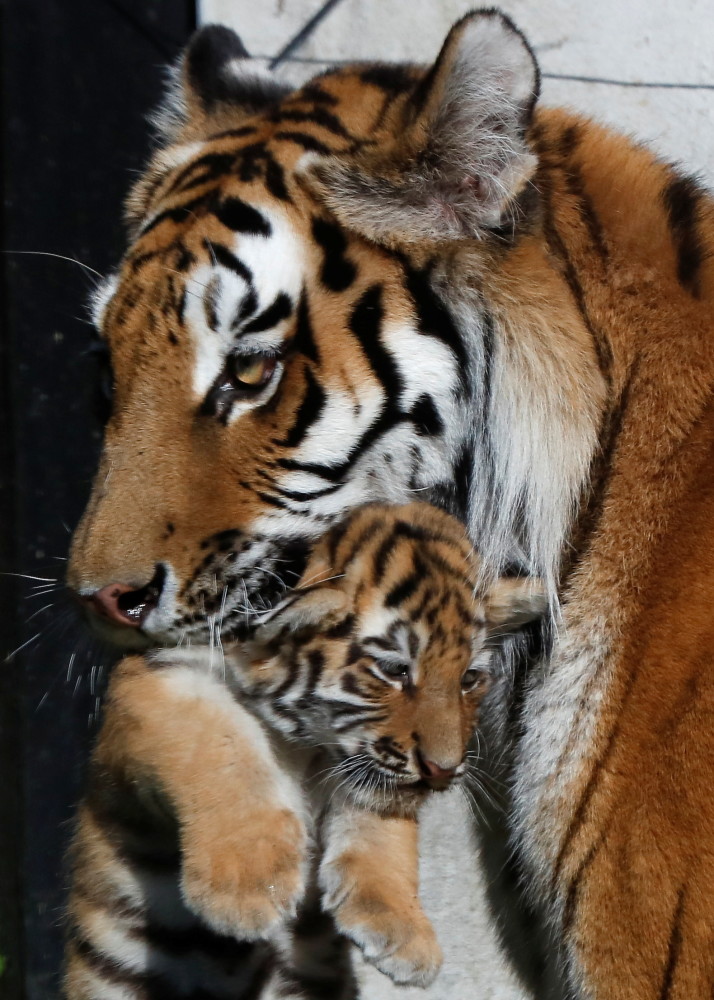 新华社/路透这是6月7日在波兰普沃茨克的动物园拍摄的母虎与幼崽