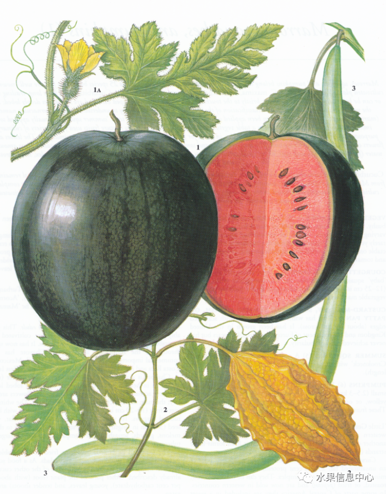 解剖一个西瓜图文版