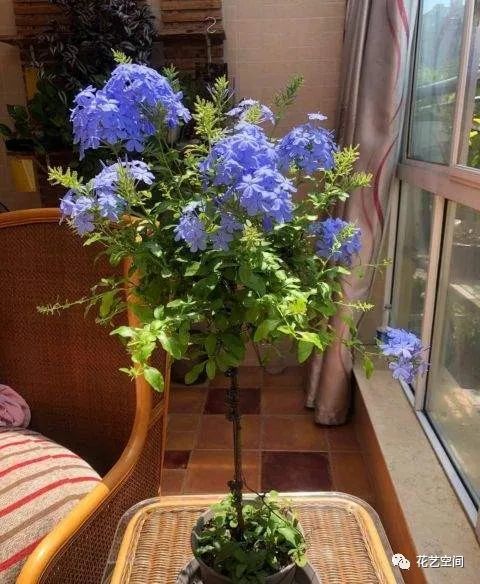 3种开花小能手 放在阳台多晒阳 开花一大片 腾讯新闻