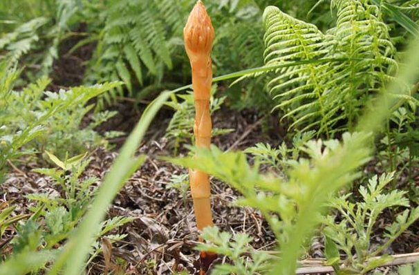 它叫"赤箭",无根也无叶,古代酿酒是宫中珍品,做菜还上了国宴