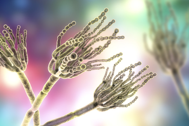 致命的黑真菌袭击印度新冠病毒病人大面积感染