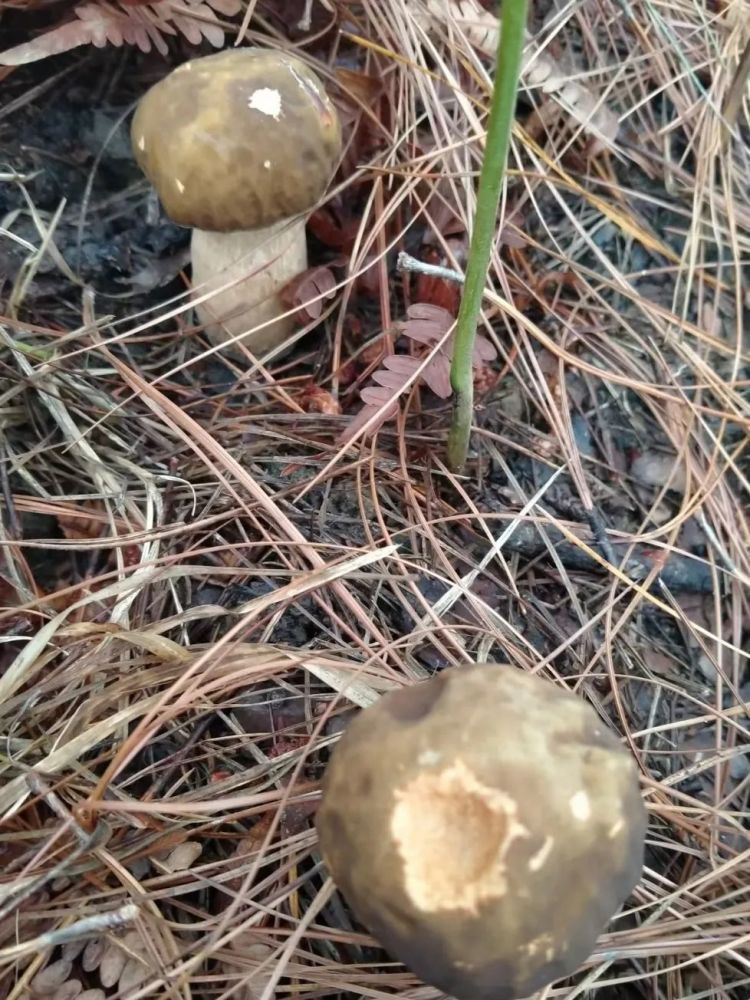 易门人注意一年一度的捡菌子大会正式拉开序幕