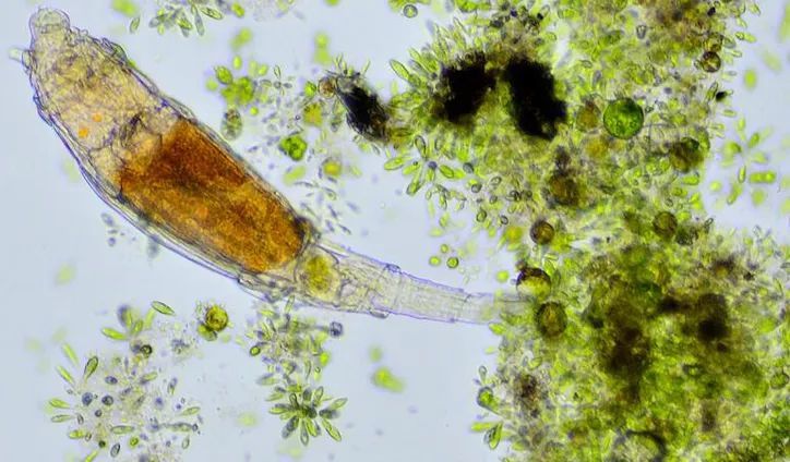 冰封24万年的史前轮虫解冻后复活并繁殖科学家担忧有未知危险
