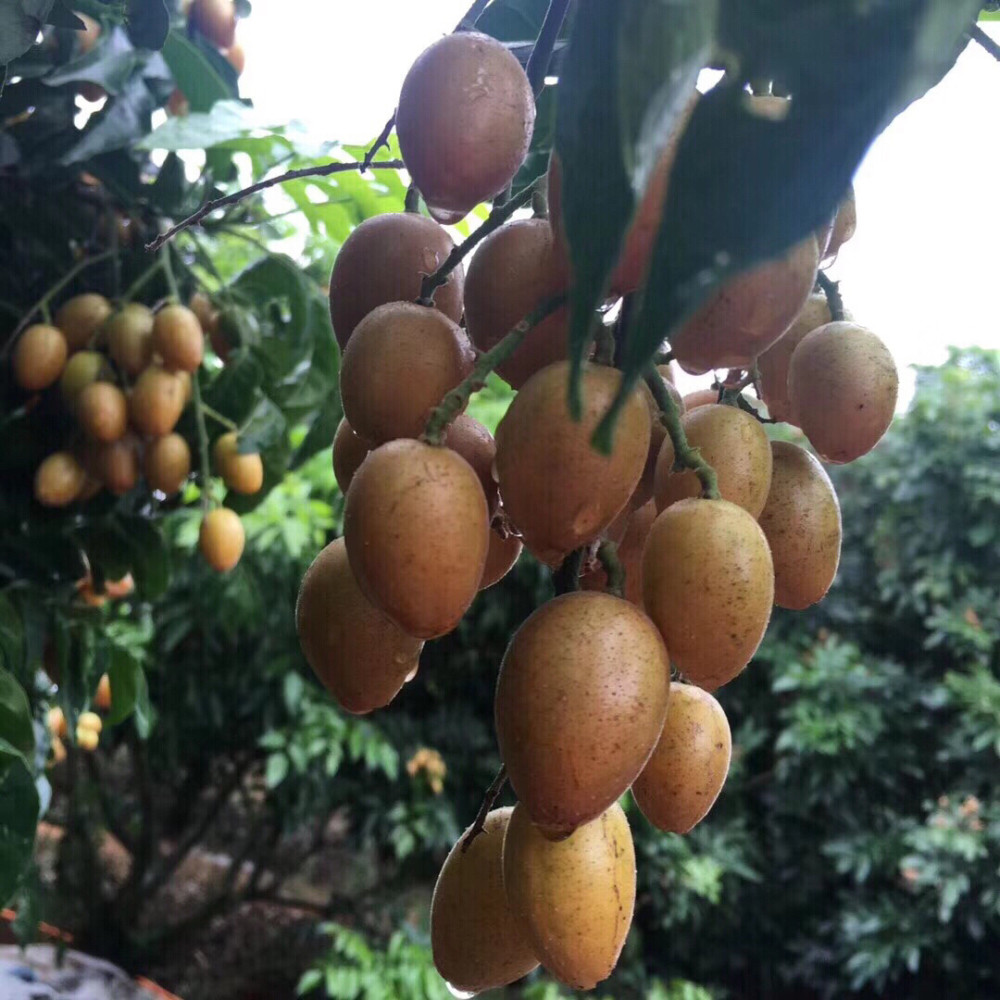 荔枝刚熟黄皮果也成熟了