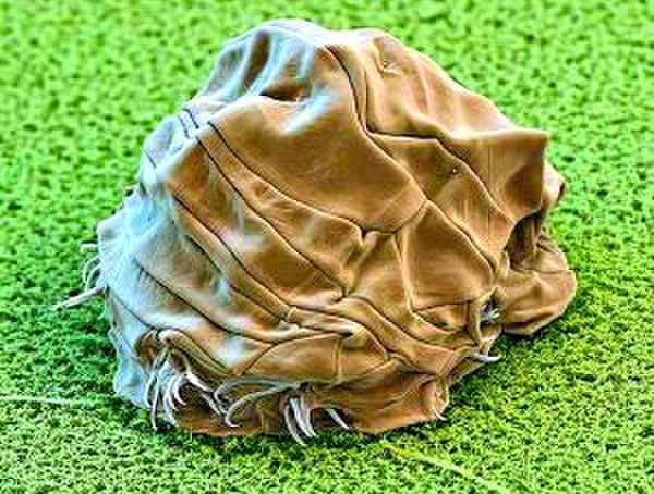 水熊虫的生存能力到底有多强科学家用加农炮轰击做实验