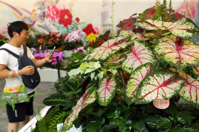 珍品龙舌兰 盆摘苹果树 还有河南的金牡丹 花博会的奇花异卉都在这了