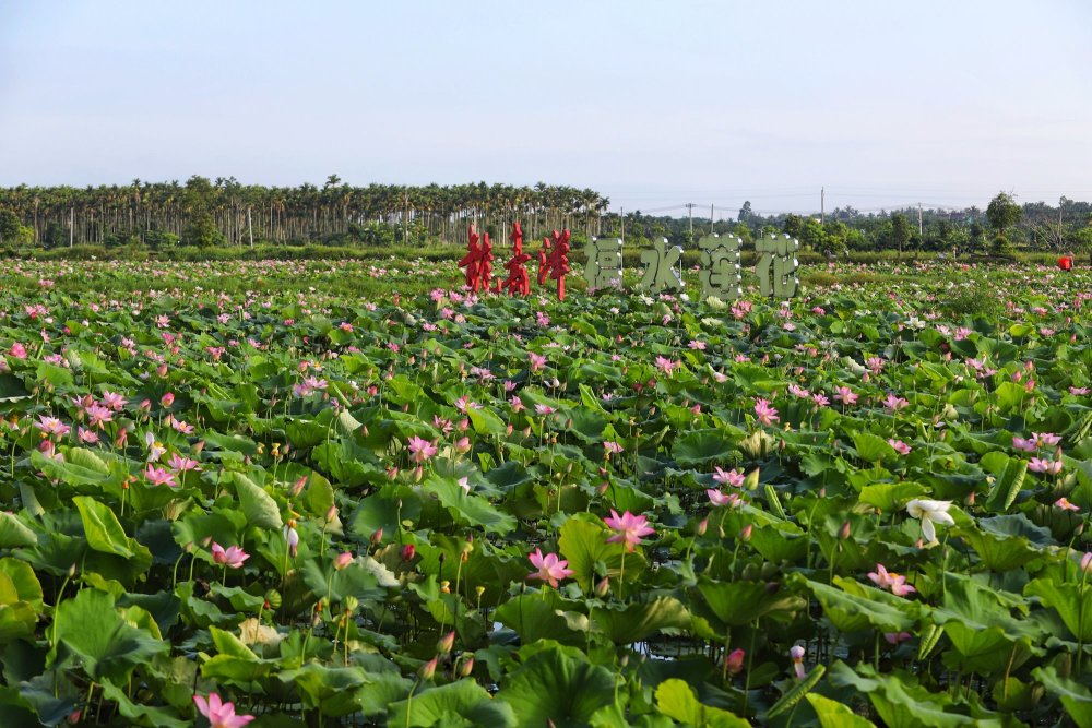 图说琼海:龙寿洋上盛夏日,正是一年赏荷时