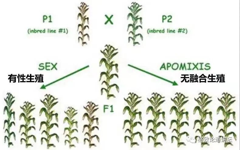 製造一顆克隆種子破解雜交水稻留種難題