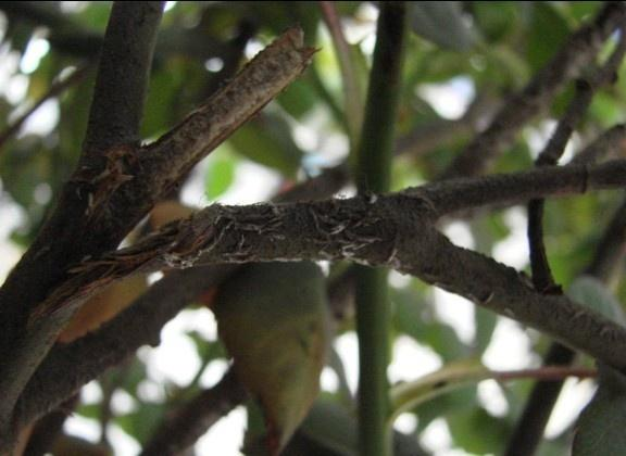 茶叶种植长白蚧病害如何防治?