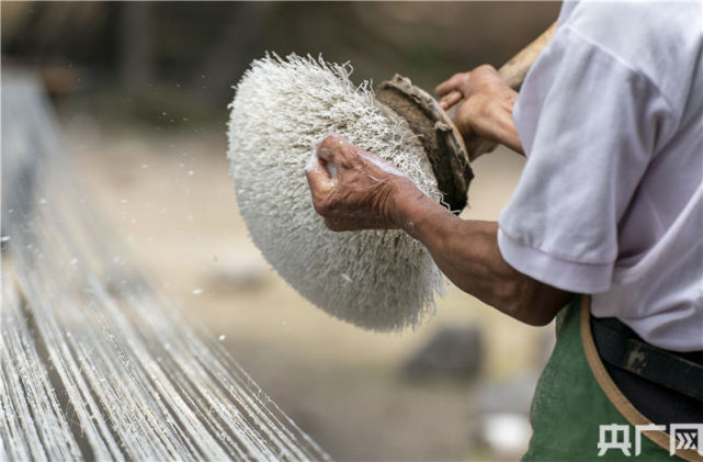夏布之乡收获苎麻忙制布