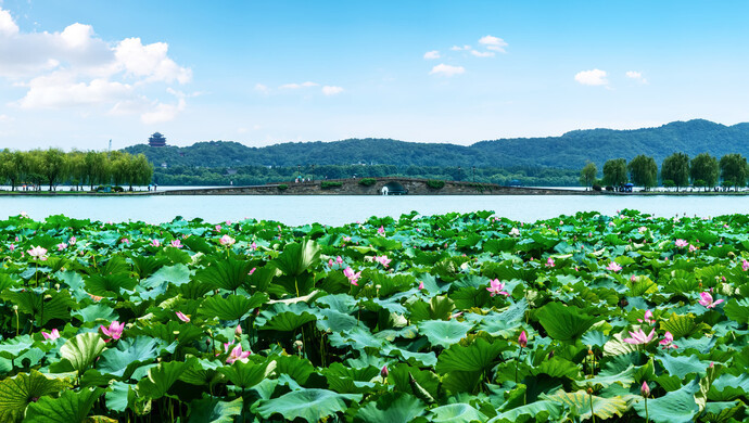 宁波人到了荷塘边,总是要坐上一会儿的