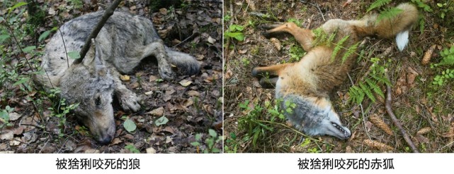 五狼捕熊熊掏狼窩猞猁伏殺狼無虎森林中上演獸王之爭