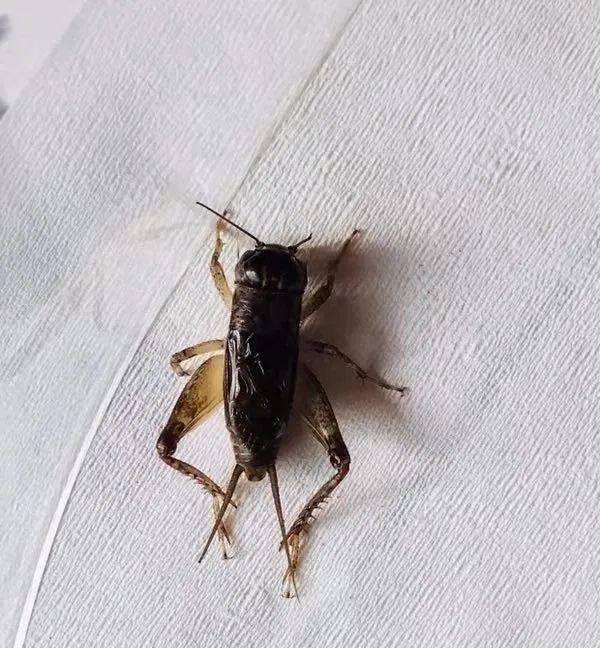 2018年漕河红牙青