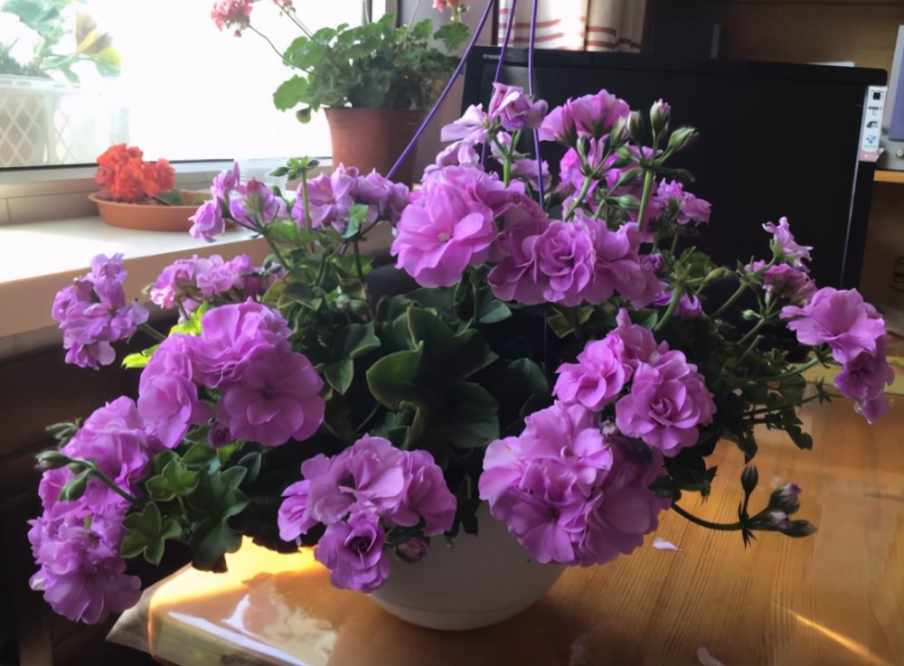 养夏日玫瑰天竺葵注意4点一年四季开花格外漂亮