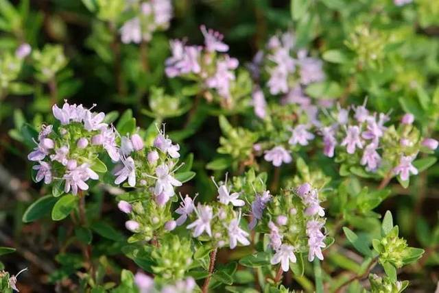 地椒茶,难忘的彭阳乡情!