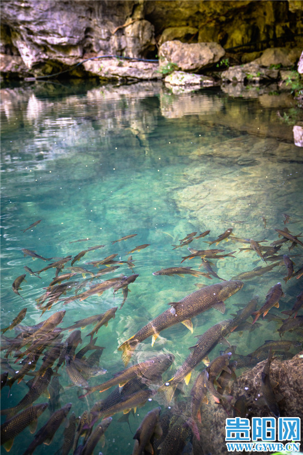 掌布风景区属于平塘国家地质公园的一部分,距平塘县城64公里,从贵阳