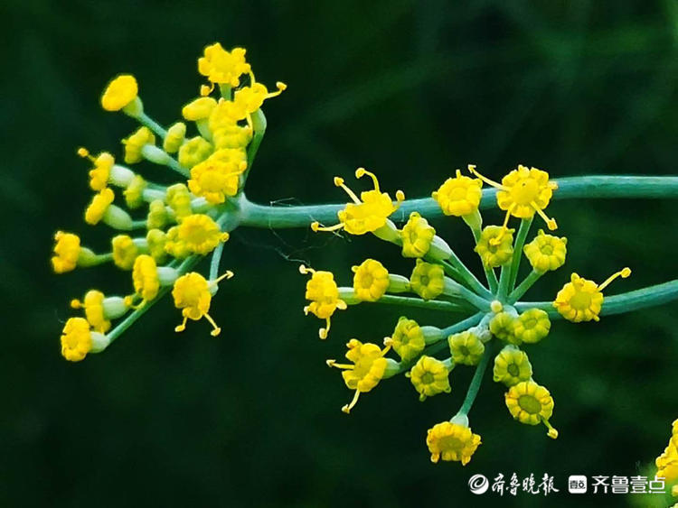 精细小巧这黄色的花朵叫茴香花