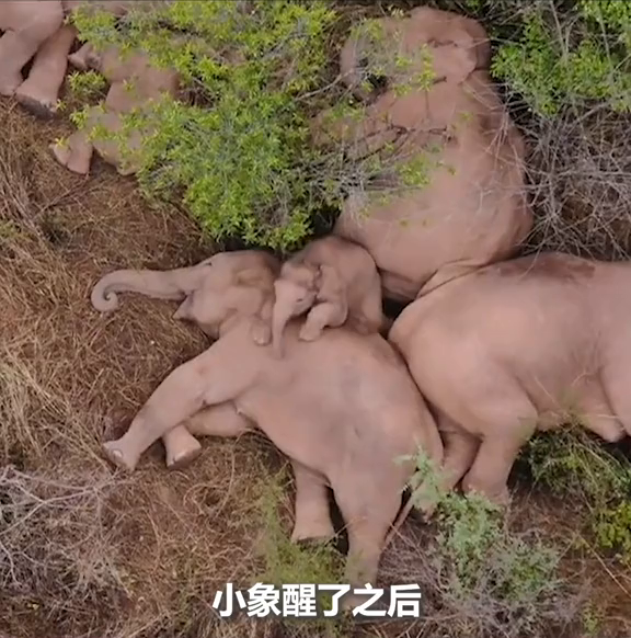太萌了云南象群躺地睡觉小象醒了甩鼻挣扎逃不出重围