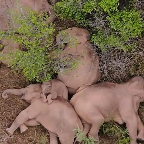 太萌了云南象群躺地睡觉小象醒了甩鼻挣扎逃不出重围