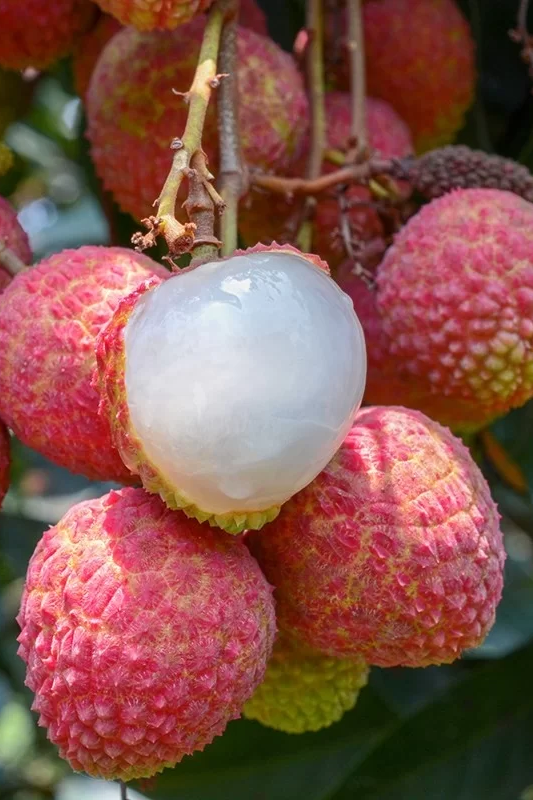 水晶球从外形的果壳上看较难辨认,有龟裂片,也有尖棱.
