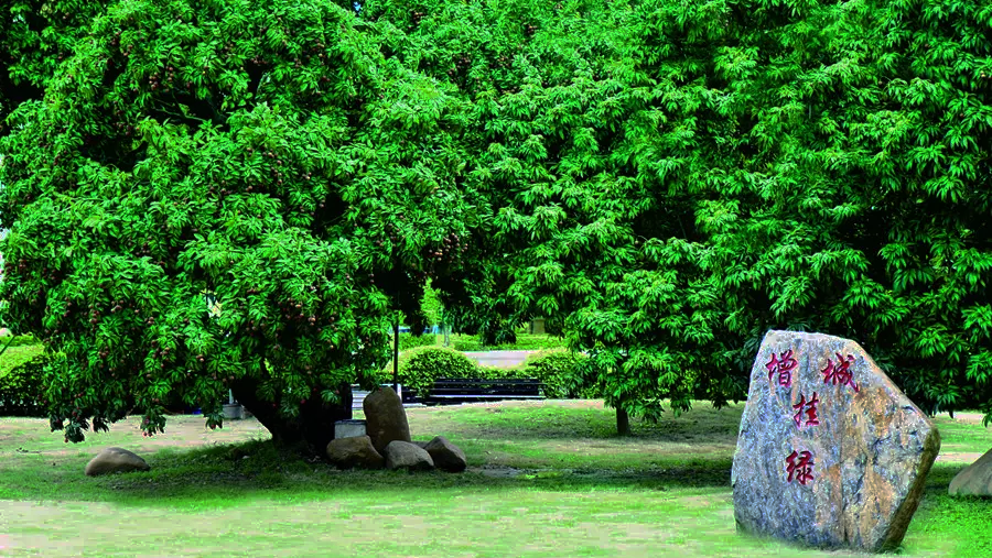 位于增城西园的挂绿母树.