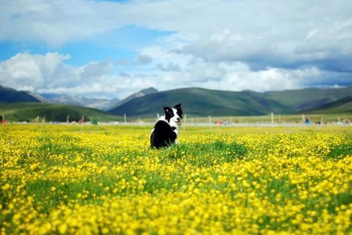 6月国内最美的草原花海 累了就去小住三五天吧 腾讯新闻