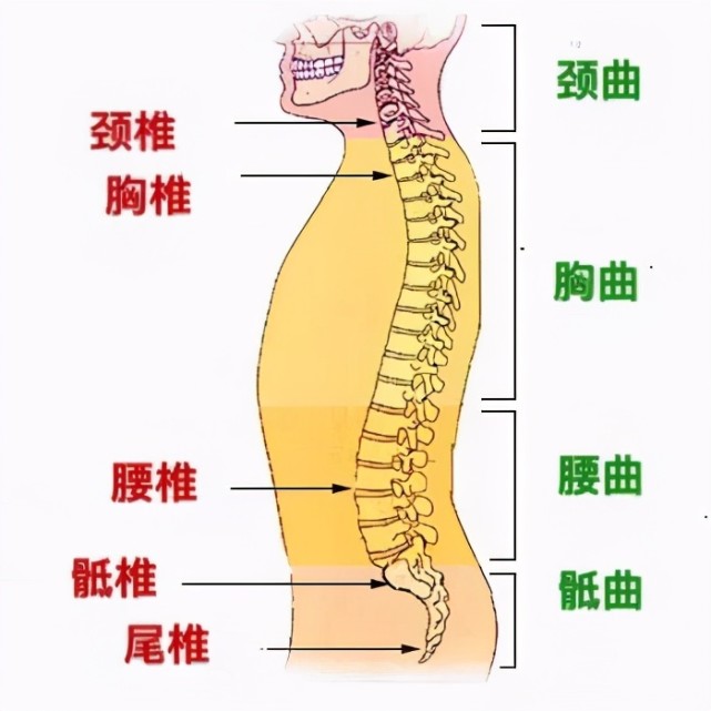 腰骨位置示意图图片