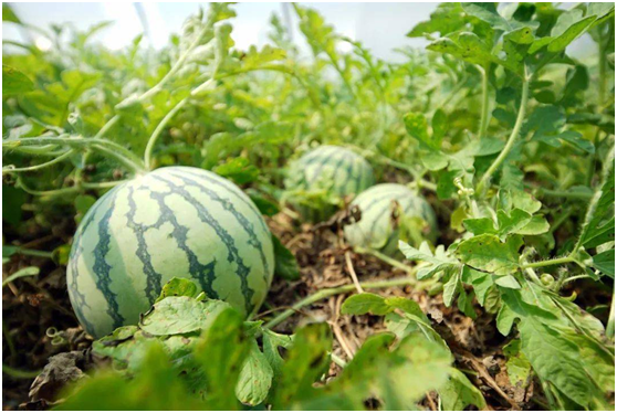 火星上有西瓜田纽约时报报道出现重大失误引燃舆论风暴