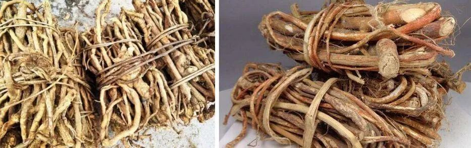(左图为断肠草,右图为五指毛桃)最后,为了防止中毒事件的发生,建议