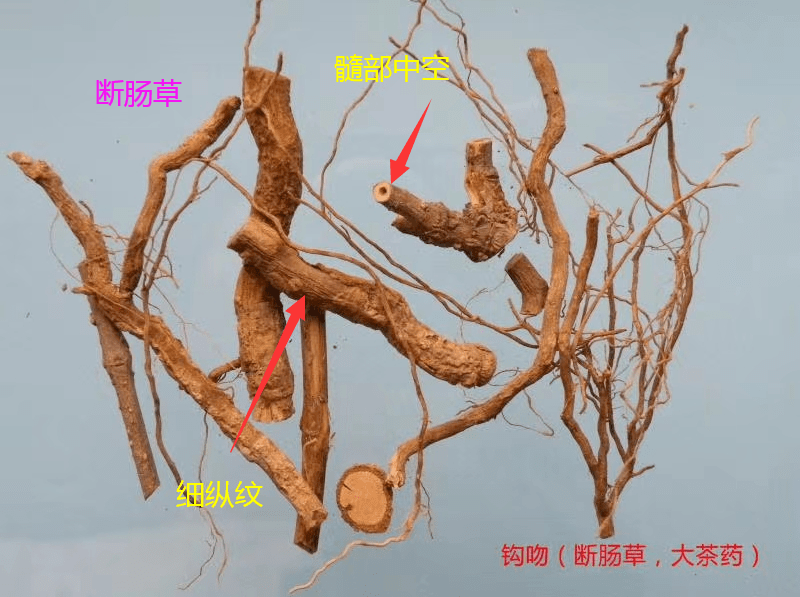 可以鉴别,市民朋友们一定要注意:辨外观:断肠草根髓部呈褐色或中空