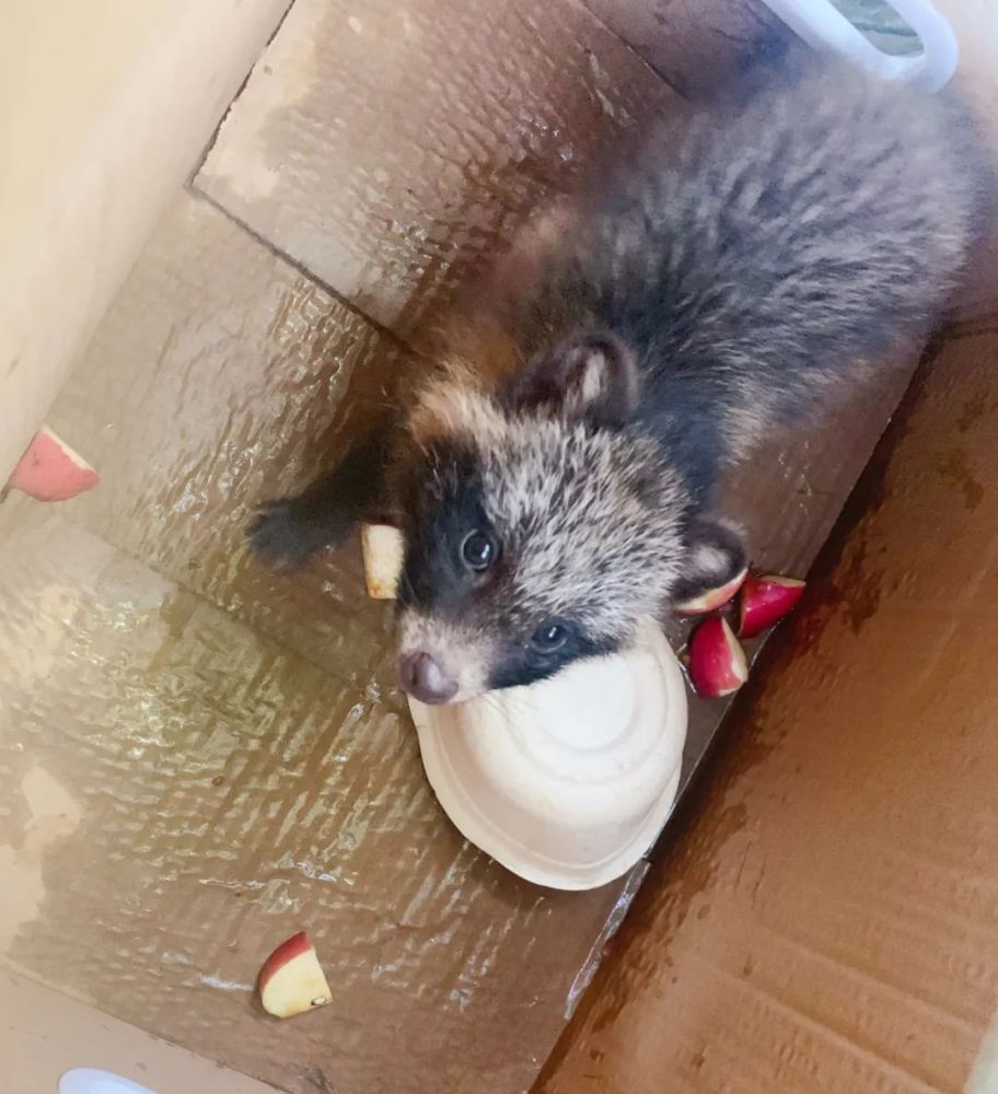 从个头来看,此次出现的貉应该是只年幼的貉宝宝.