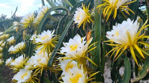 大兴水果种植基地:火龙果花盛开 四季水果飘香