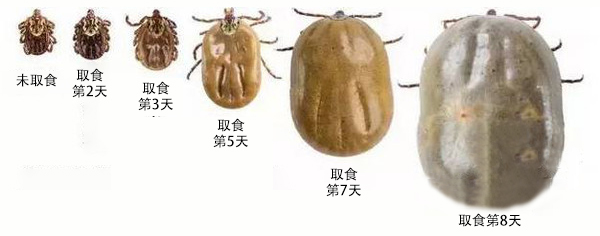 外出游玩,注意防蜱