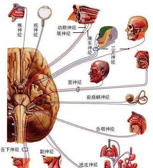 震驚女子反覆多年的眩暈竟和神經紊亂有關