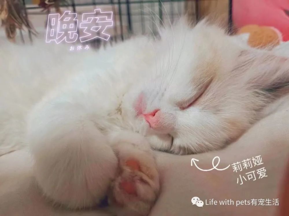 科普 猫咪张嘴呼吸吐舌头是 累成狗 了吗 腾讯新闻