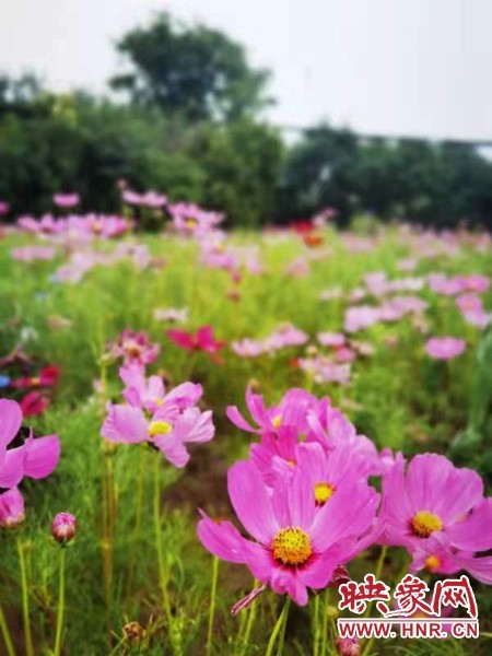 郑州市西流湖公园景观提升改造45种宿根花卉打造一步一景 腾讯新闻