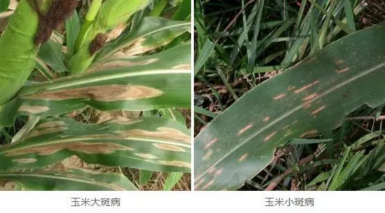 科技农服|玉米病害-小斑病