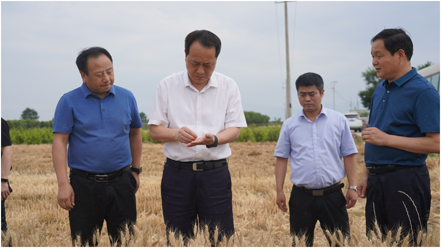 【兴平新闻】贺建权检查"三夏"工作